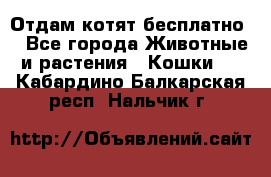 Отдам котят бесплатно  - Все города Животные и растения » Кошки   . Кабардино-Балкарская респ.,Нальчик г.